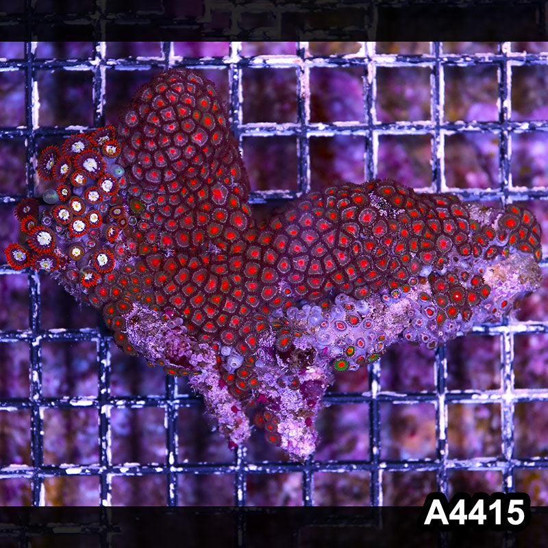 Item#A4415LP4415(M) WYSIWYG Indo Ultra Zoanthid Colony