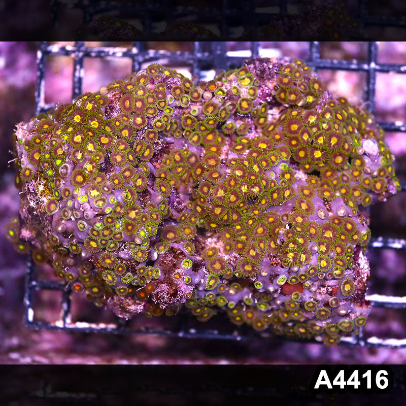 Item#A4416LP4416(M) WYSIWYG Indo Ultra Zoanthid Colony