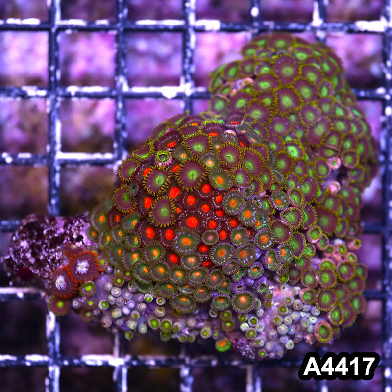 Item#A4417LP4417(M) WYSIWYG Indo Ultra Zoanthid Mini Colony