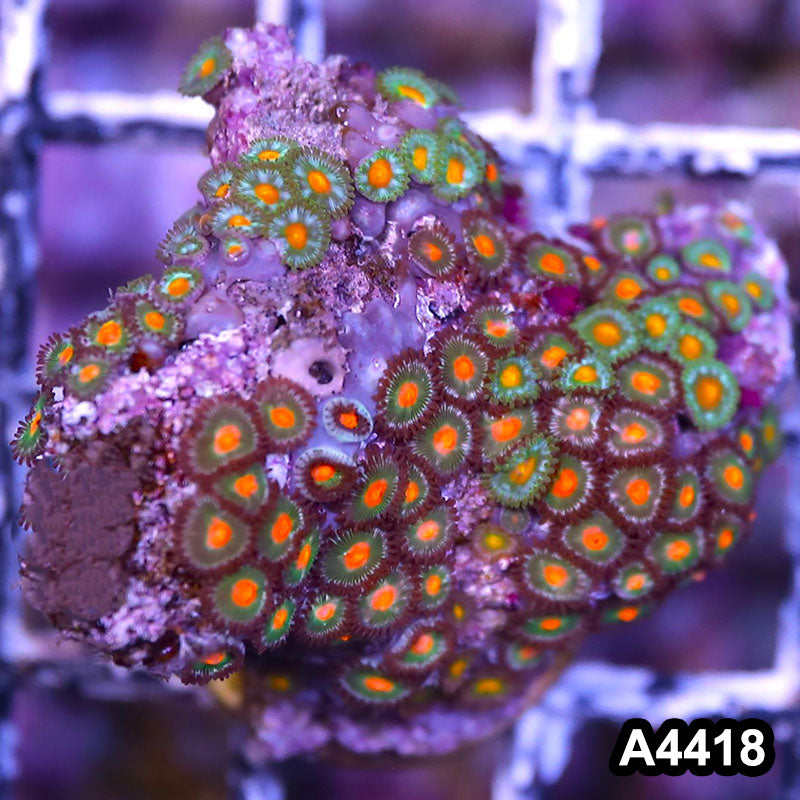 Item#A4418LP4418(S) WYSIWYG Indo Ultra Zoanthid Mini Colony