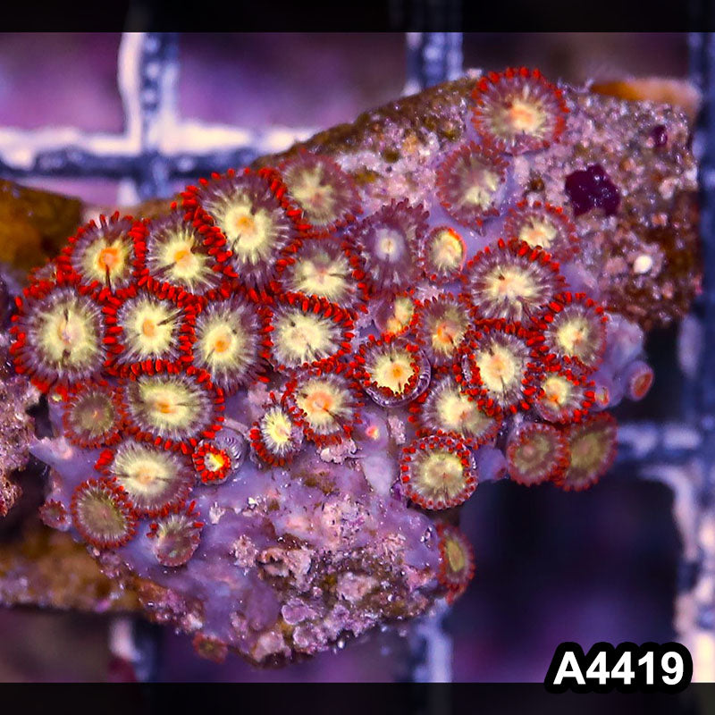 Item#A4419LP4419(S) WYSIWYG Indo Ultra Zoanthid Mini Colony