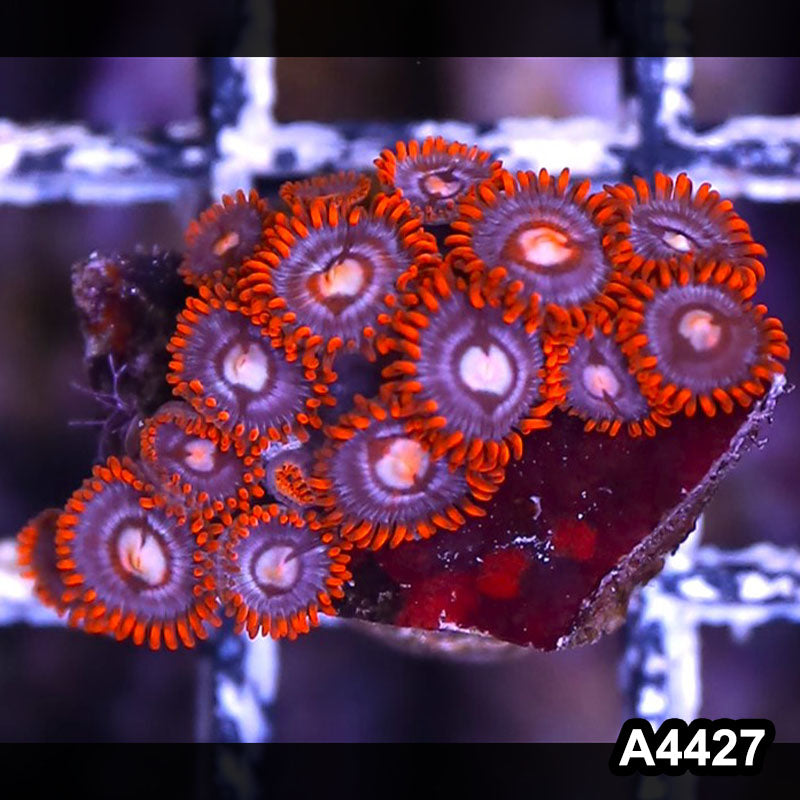 Item#A4427LP4427(S) WYSIWYG Indo Ultra Zoanthid Frag