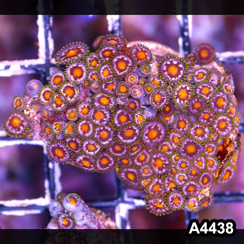Item#A4438LP4438(S) WYSIWYG Indo Ultra Zoanthid Mini Colony