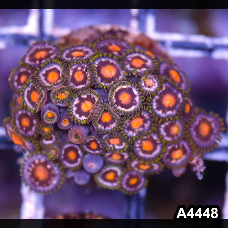 Item#A4448LP4448(S) WYSIWYG Indo Ultra Zoanthid Mini Colony