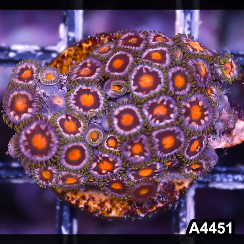 Item#A4451LP4451(S) WYSIWYG Indo Ultra Zoanthid Mini Colony