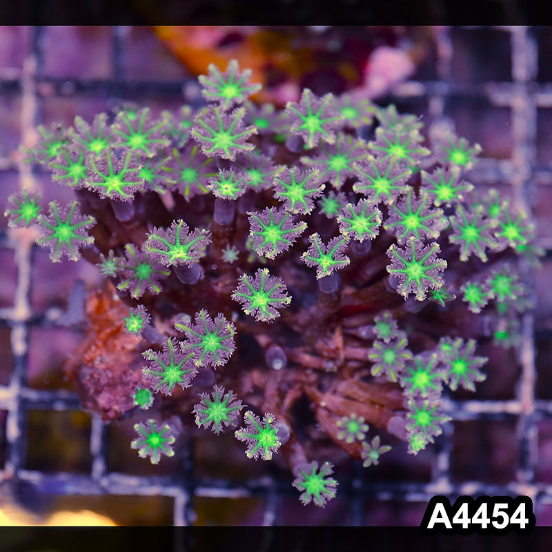 Item#A4454LP4454(M) WYSIWYG Indo Ultra Clove Polyp Colony