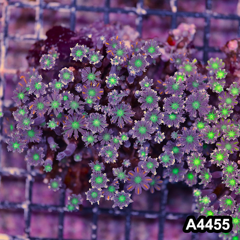 Item#A4455LP4455(M) WYSIWYG Indo Ultra Clove Polyp Colony
