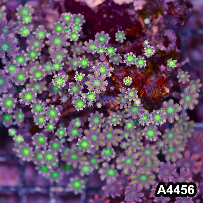 Item#A4456LP4456(M) WYSIWYG Indo Ultra Clove Polyp Colony