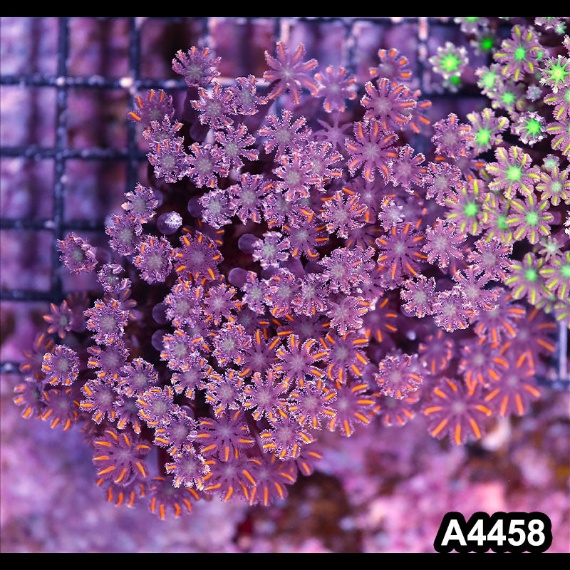 Item#A4458LP4458(M) WYSIWYG Indo Ultra Clove Polyp Colony