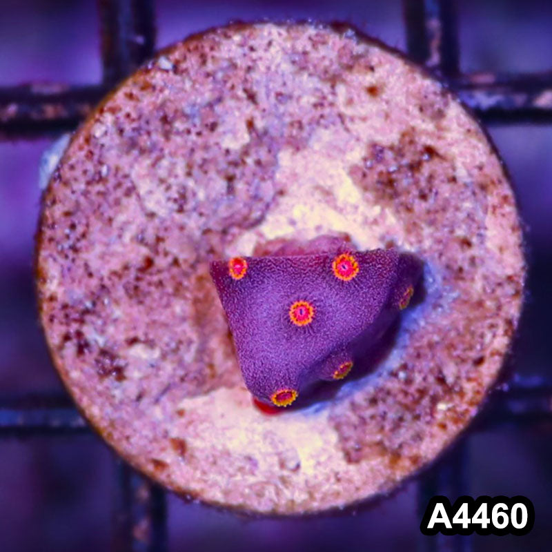 Item#A4460LP4460(S) WYSIWYG Bizzaro Cyphastrea Frag