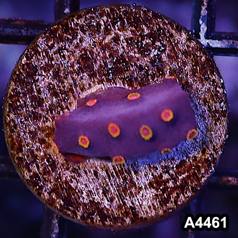 Item#A4461LP4461(S) WYSIWYG Bizzaro Cyphastrea Frag