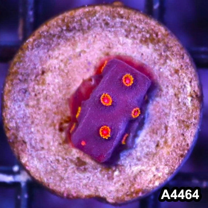 Item#A4464LP4464(S) WYSIWYG Bizzaro Cyphastrea Frag