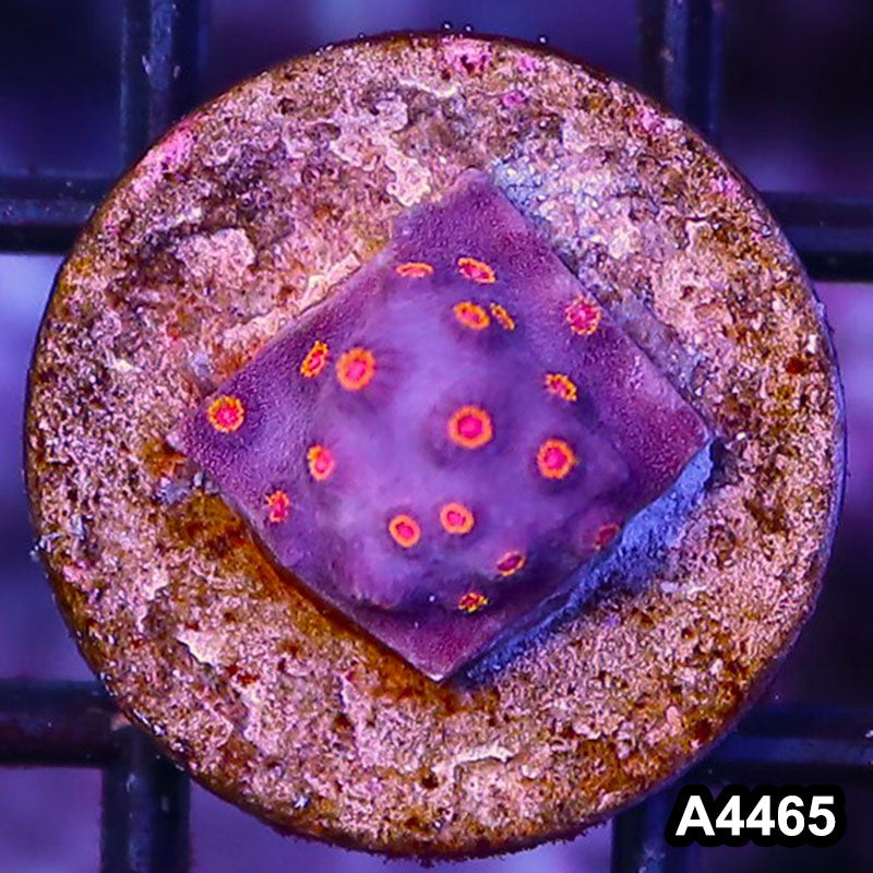 Item#A4465LP4465(S) WYSIWYG Bizzaro Cyphastrea Frag