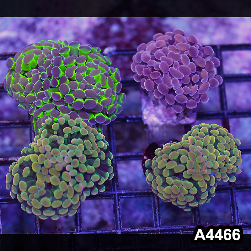 Item#A4466LP4466(M) WYSIWYG Indo Ultra Branching 4H Hammer Pack