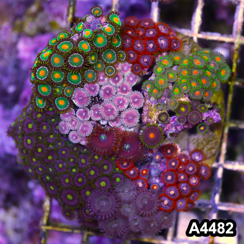 Item#A4482LP4482(M) WYSIWYG Indo Ultra Zoanthid Combo