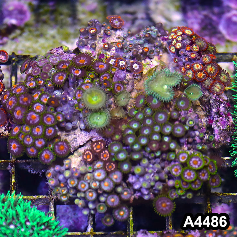 Item#A4486LP4486(M) WYSIWYG Indo Ultra Zoanthid Combo