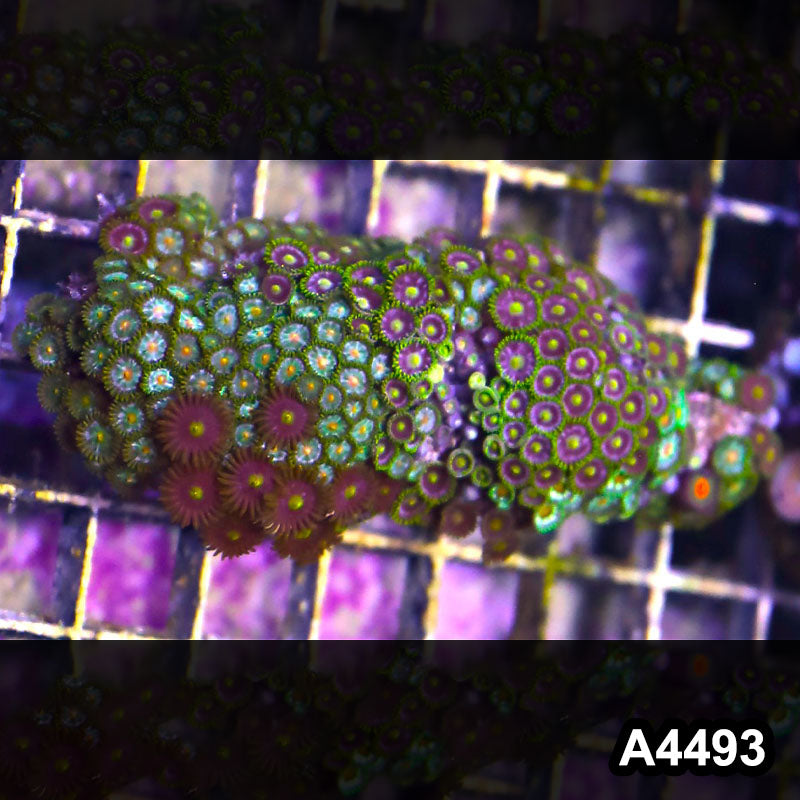 Item#A4493LP4493(M) WYSIWYG Indo Ultra Zoanthid Mini Colony