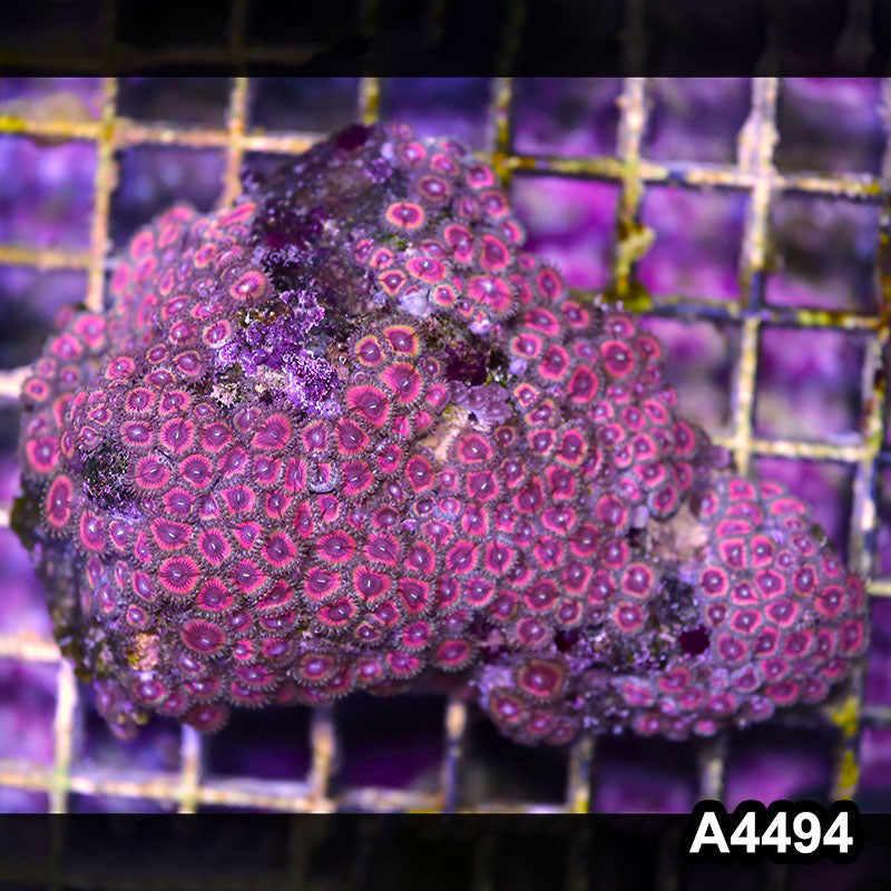 Item#A4494LP4494(M) WYSIWYG Indo Ultra Zoanthid Colony