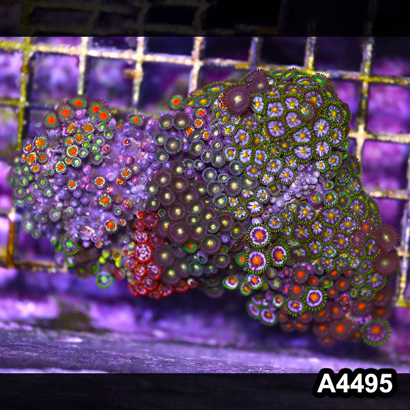Item#A4495LP4495(M) WYSIWYG Indo Ultra Zoanthid Mini Colony