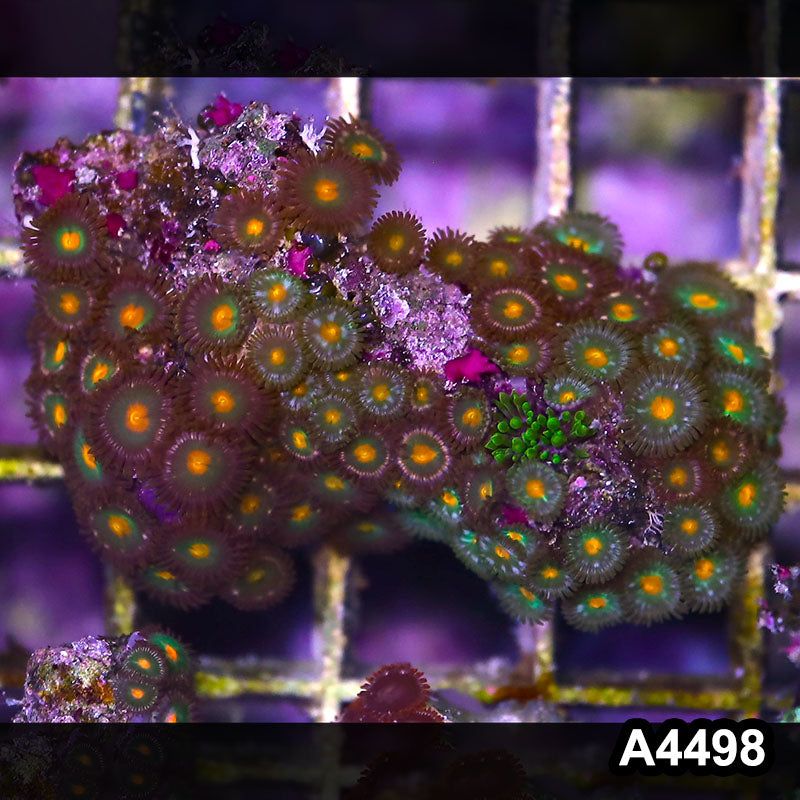 Item#A4498LP4498(M) WYSIWYG Indo Ultra Zoanthid Mini Colony