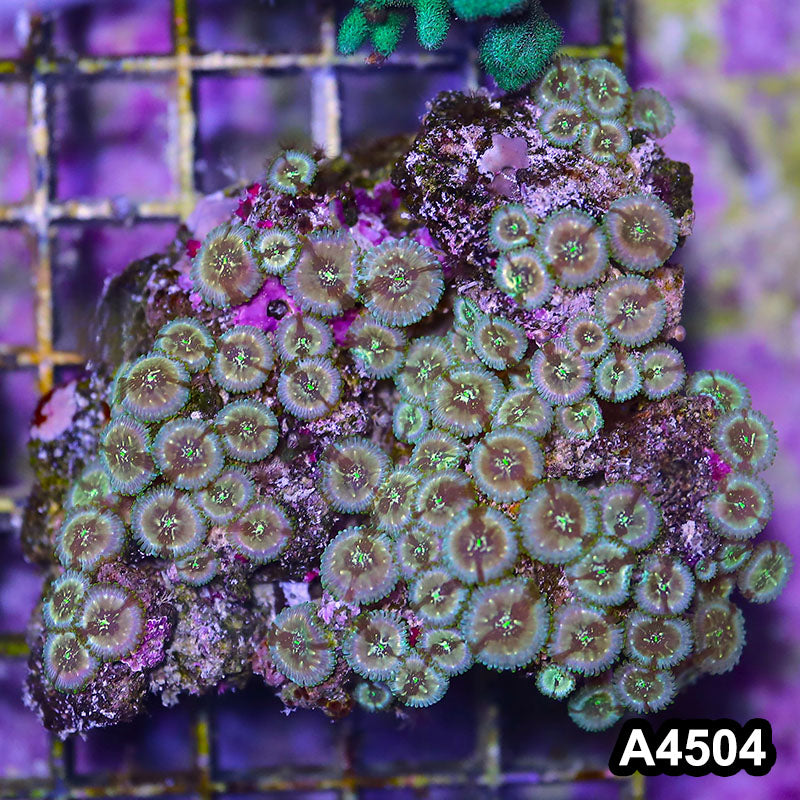 Item#A4504LP4504(M) WYSIWYG Indo Ultra Zoanthid Colony