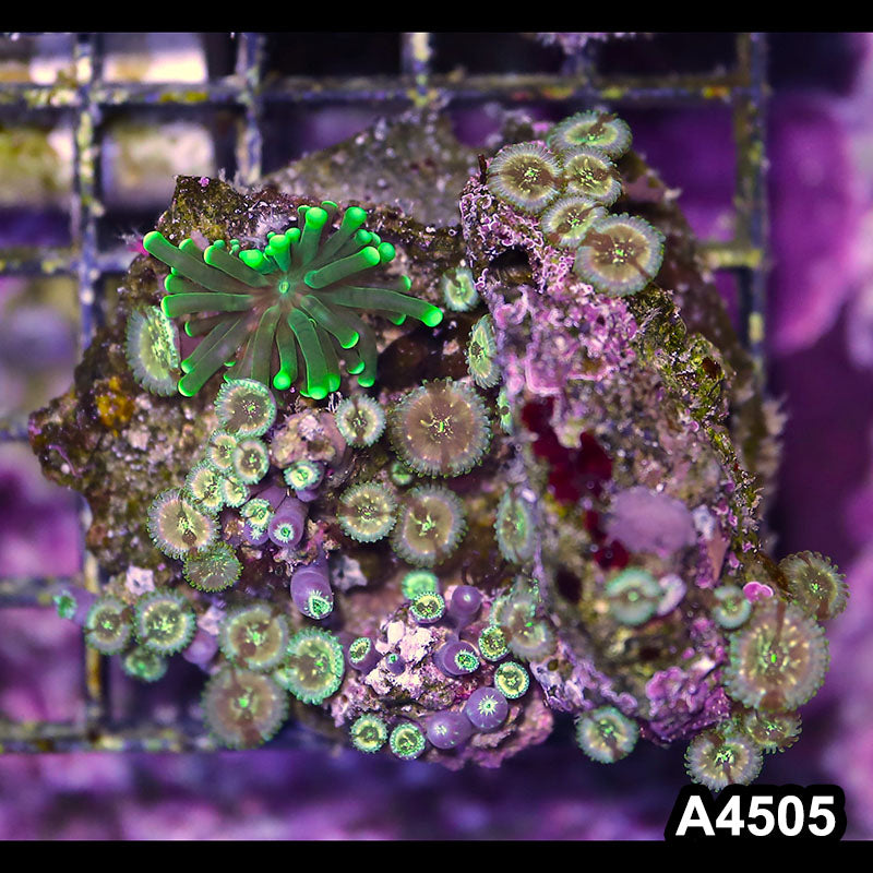Item#A4505LP4505(M) WYSIWYG Indo Ultra Zoanthid Colony