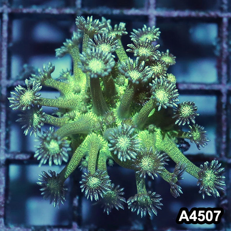 Item#A4507IN4507(S) WYSIWYG Aussie Ultra Glitter Bomb Goniopora Frag
