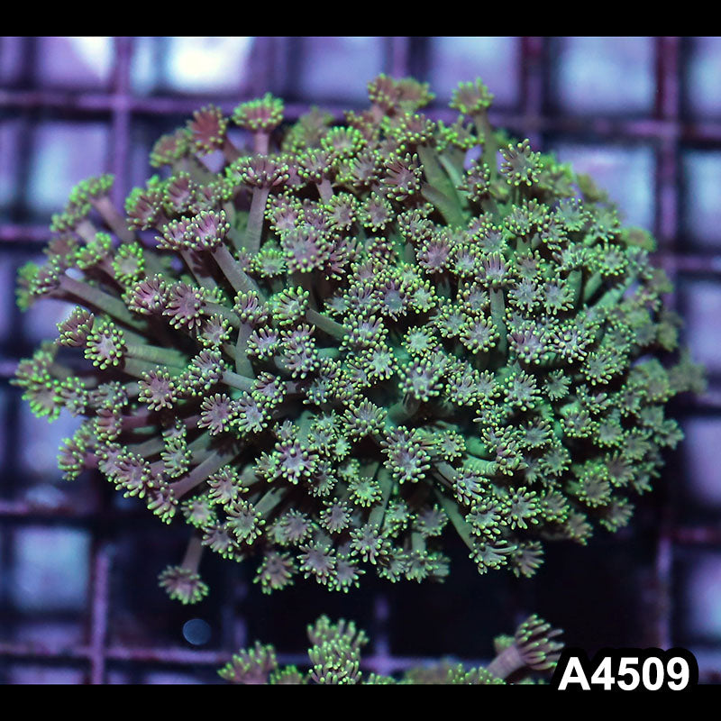 Item#A4509IN450(S) WYSIWYG Indo Ultra Unique Goniopora