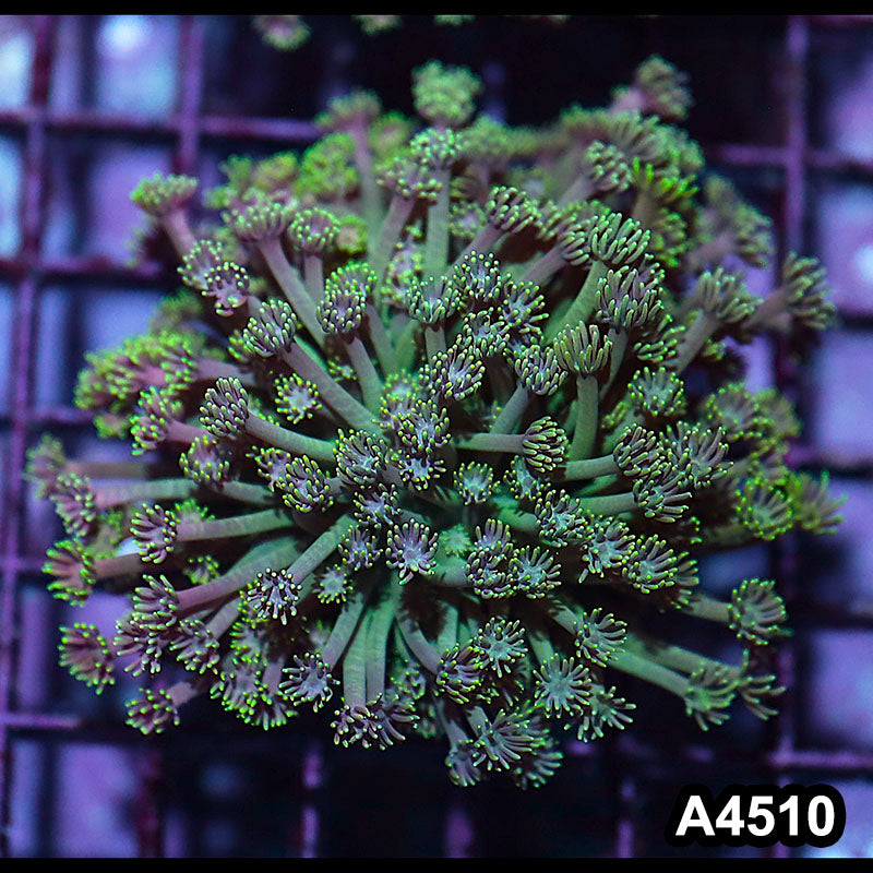 Item#A4510IN4510(S) WYSIWYG Indo Ultra Unique Goniopora