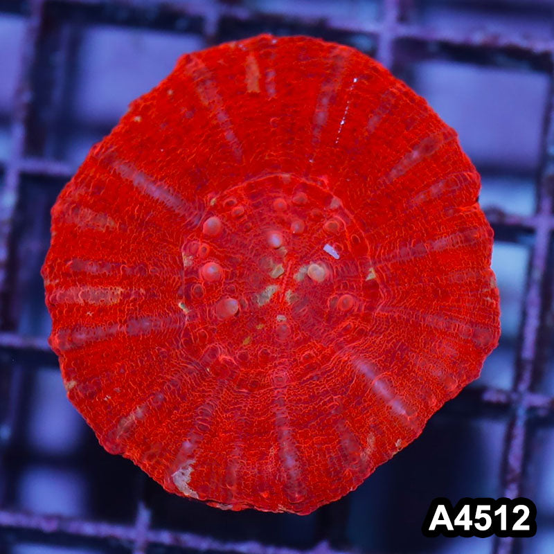 Item#A4512IN4512(S) WYSIWYG Aussie Ultra Unique Red Scolymia