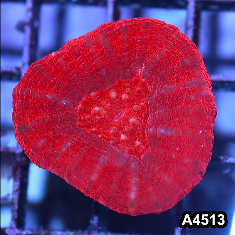 Item#A4513IN4513(S) WYSIWYG Aussie Ultra Unique Red Scolymia