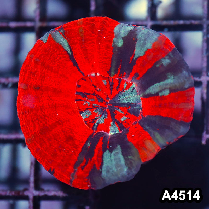 Item#A4514IN4514(S) WYSIWYG Aussie Ultra Unique Reverse War Paint Scolymia