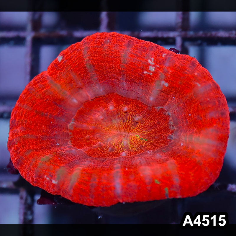 Item#A4515IN4515(S) WYSIWYG Aussie Ultra Unique Red Scolymia
