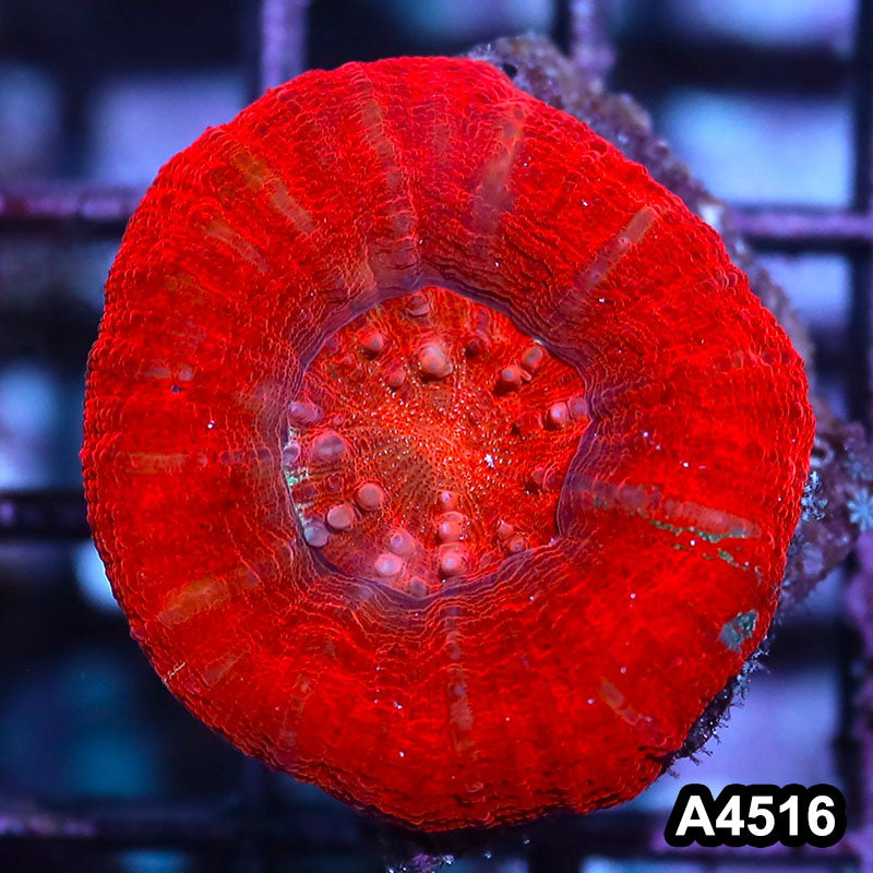Item#A4516IN4516(S) WYSIWYG Aussie Ultra Unique Red Scolymia