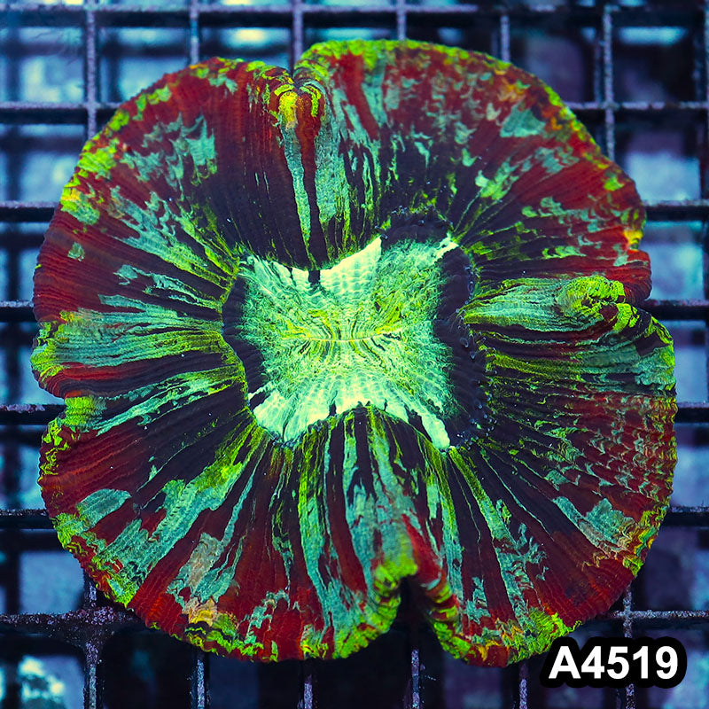 Item#A4519IN4519(M) WYSIWYG Indo Unique Rainbow Wellsophyllia