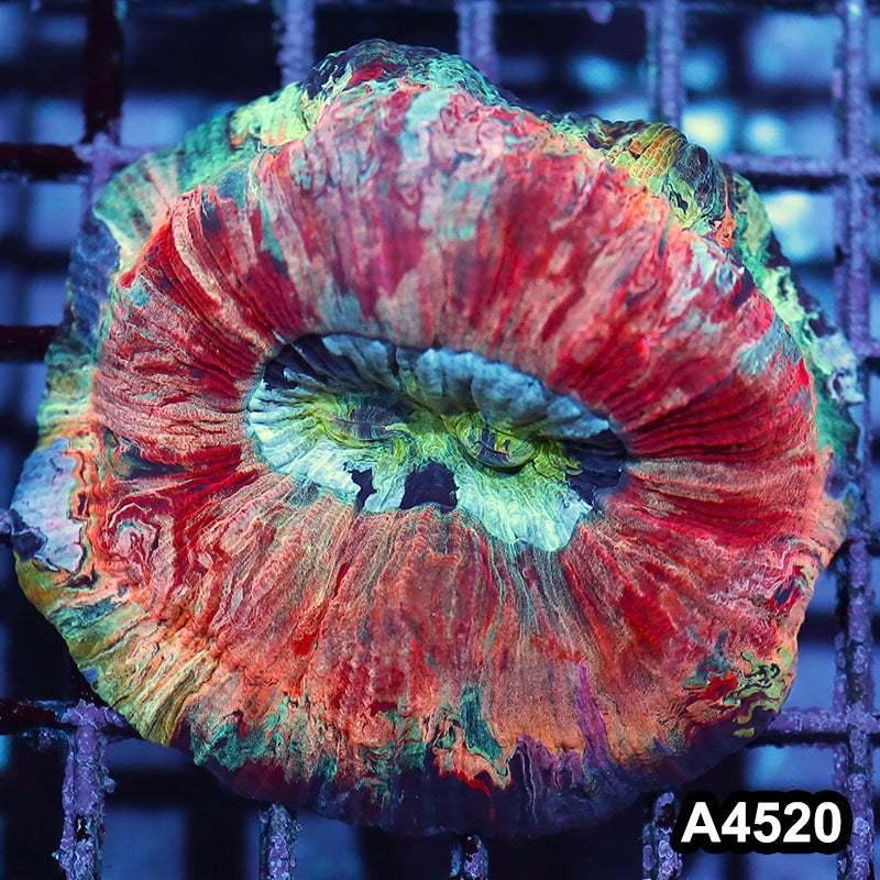 Item#A4520IN4520(M) WYSIWYG Indo Unique Rainbow Wellsophyllia