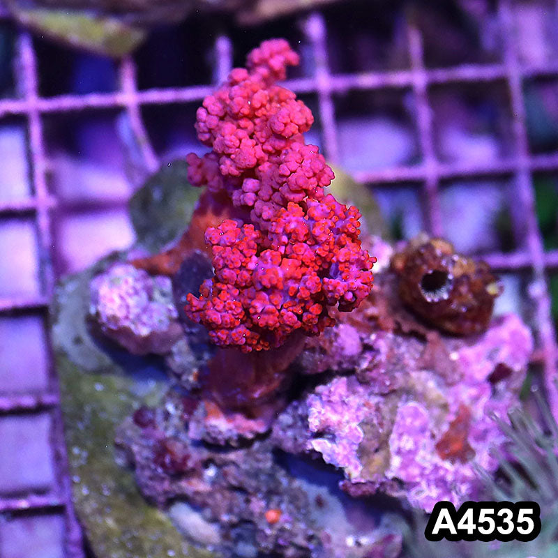 Item#A4535IN4535(M) WYSIWYG Indo Ultra Scleronephthya