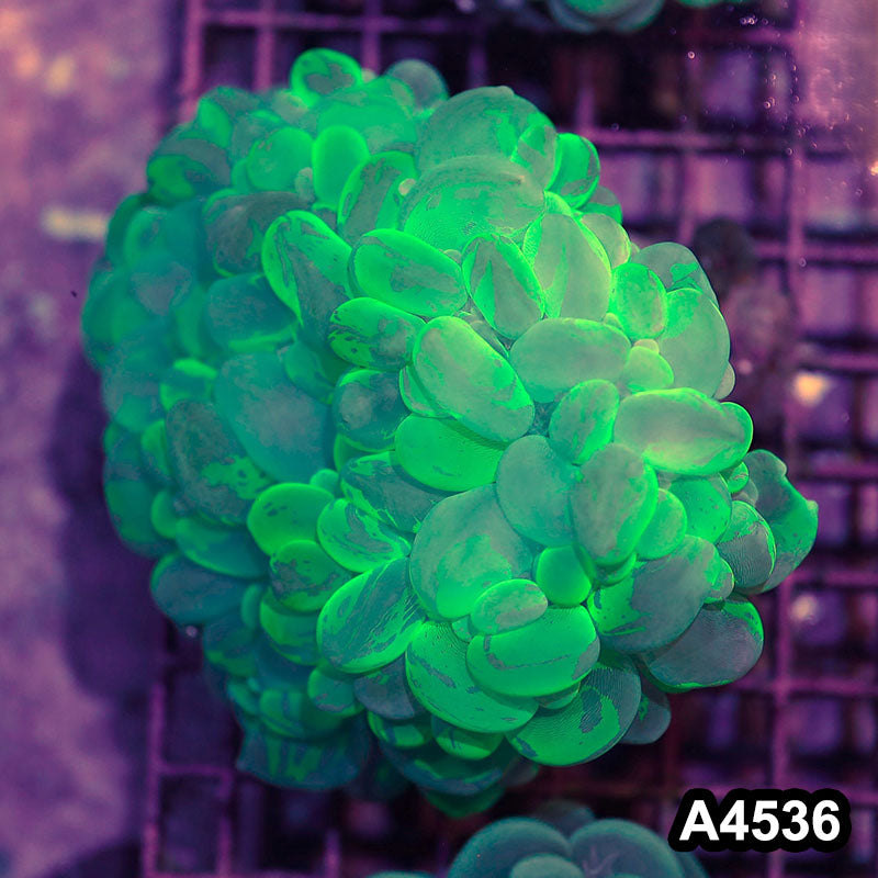 Item#A4536IN4536(M) WYSIWYG Indo Ultra Unique Neon Splatter Bubble Coral