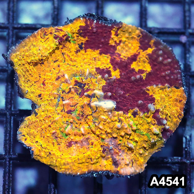 Item#A4541IN4541(S) WYSIWYG Aussie Unique Rainbow Chalice Mini Colony