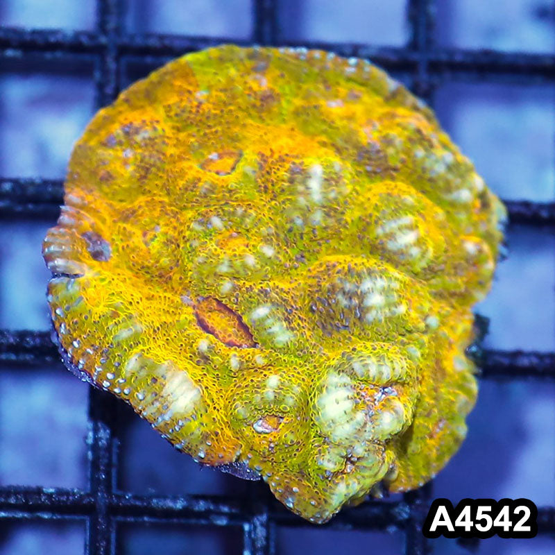 Item#A4542IN4542(S) WYSIWYG Aussie Unique Rainbow Chalice Mini Colony