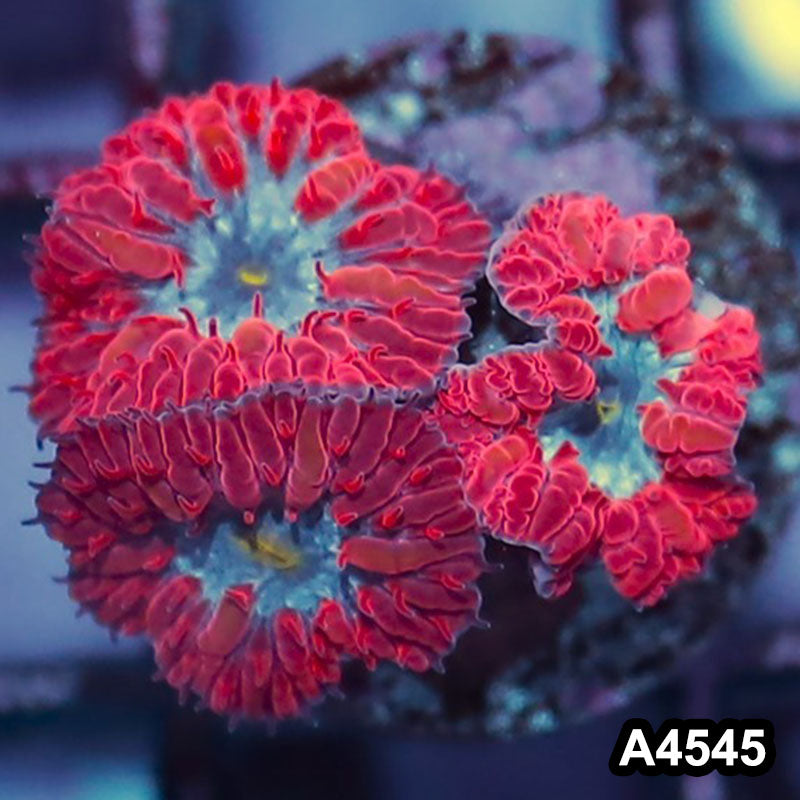 Item#A4545IN4545(S) WYSIWYG Indo Ultra Rare Blue Raven Blastomussa Merletti Frag