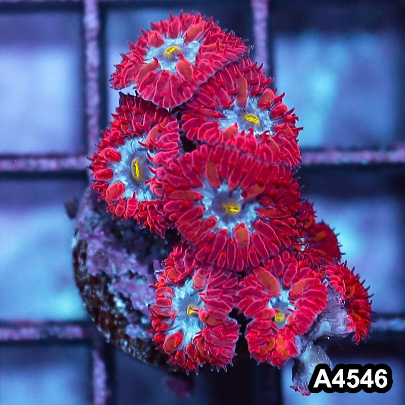 Item#A4546IN4546(S) WYSIWYG Indo Ultra Rare Blue Raven Blastomussa Merletti Frag