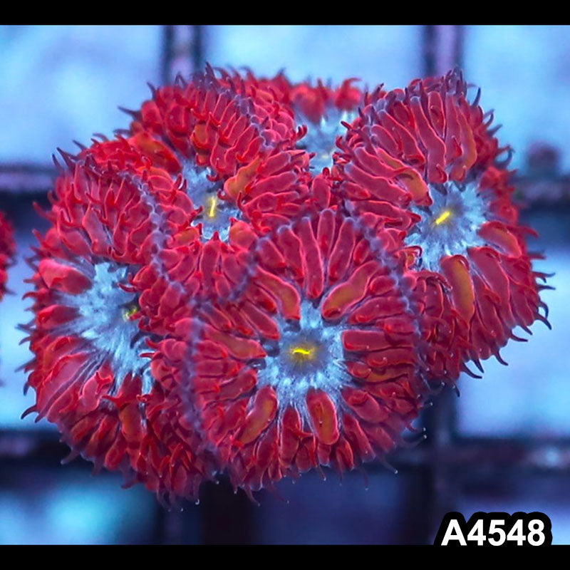 Item#A4548IN4548(S) WYSIWYG Indo Ultra Rare Blue Raven Blastomussa Merletti Frag