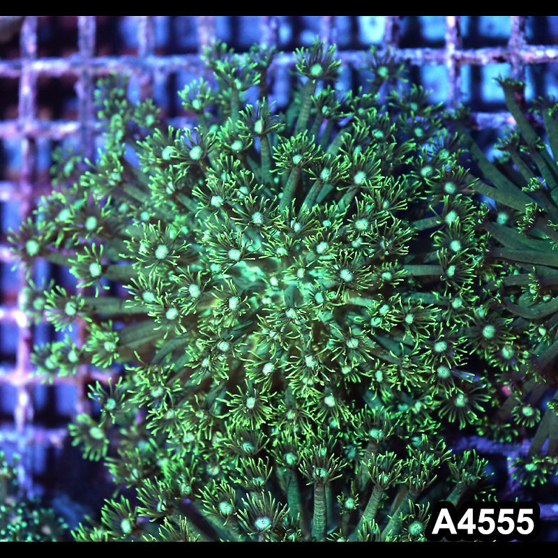 Item#A4555IN4555(M) WYSIWYG Indo Ultra Goniopora Colony