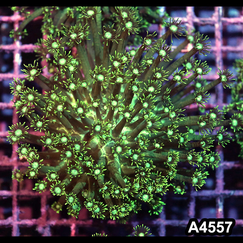 Item#A4557IN4557(M) WYSIWYG Indo Ultra Goniopora Colony