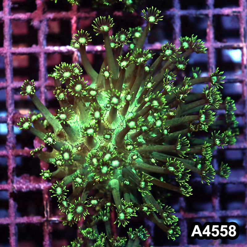 Item#A4558IN4558(S) WYSIWYG Indo Ultra Goniopora Colony