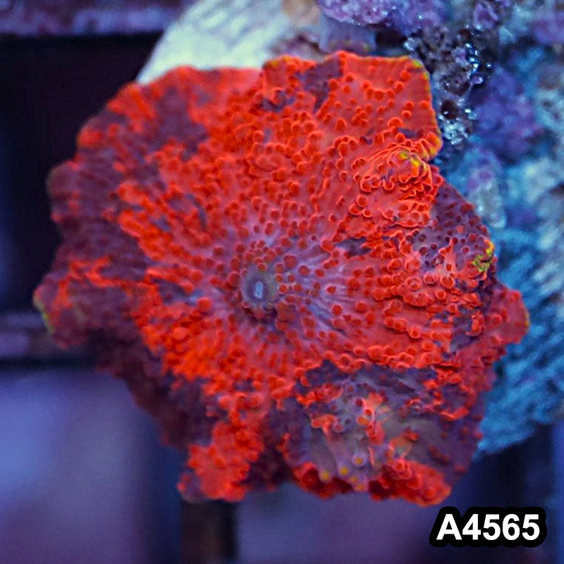 Item#A4565IN4565(S) WYSIWYG Aussie Ultra Unique Deadpool Mushroom