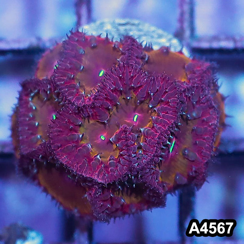 Item#A4567IN4567(S) WYSIWYG Indo Ultra Unique Blastomussa Frag