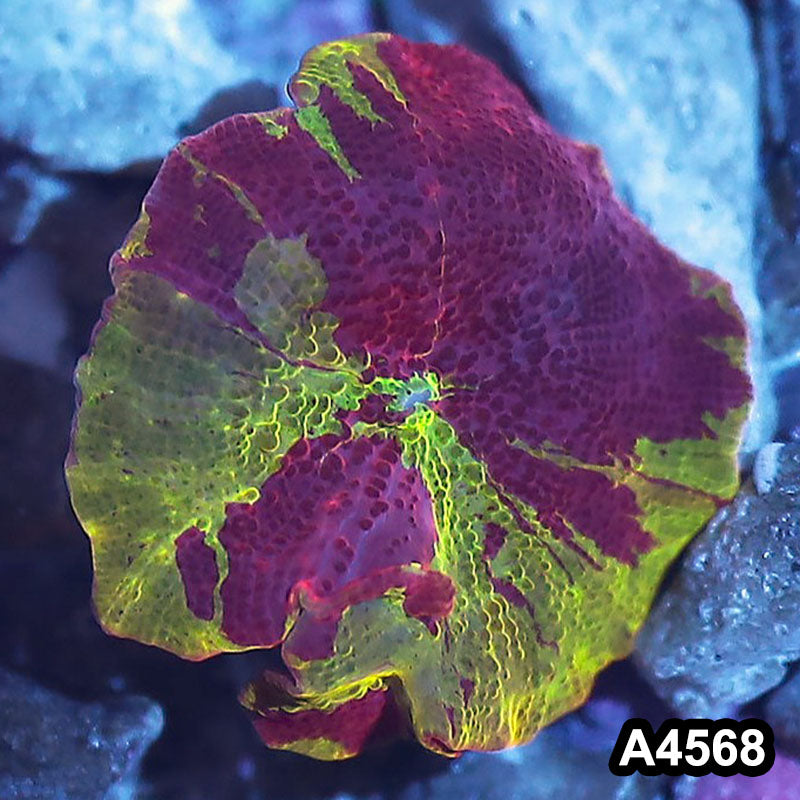 Item#A4568IN4568(S) WYSIWYG Indo Ultra Unique Jawbreaker Mushroom