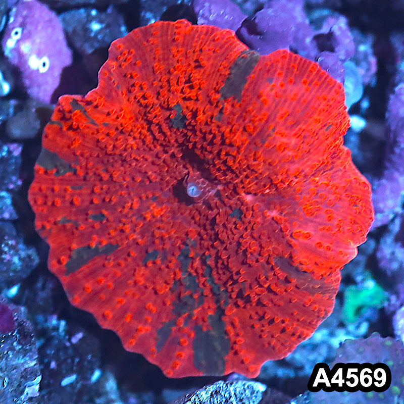 Item#A4569IN4569(S) WYSIWYG Indo Ultra Unique Candy Crush Jawbreaker Mushroom